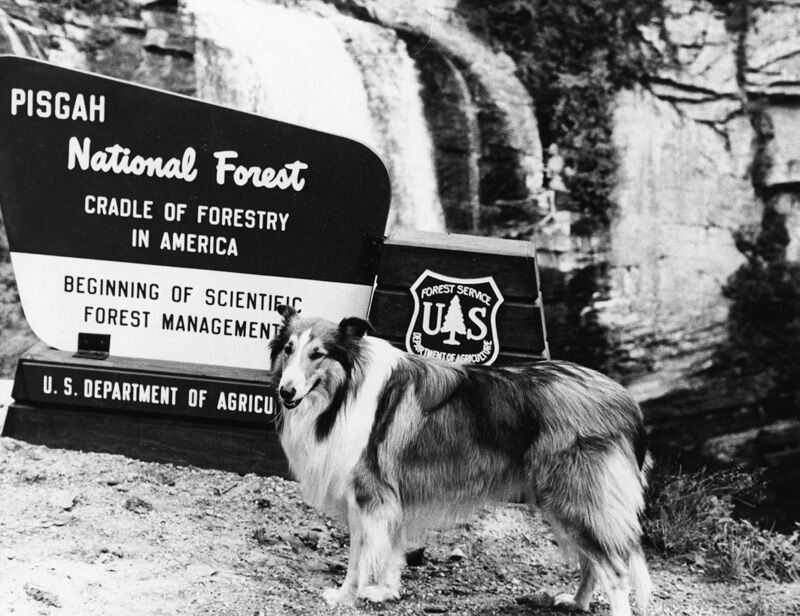 Lassie' returns to roots – Orange County Register