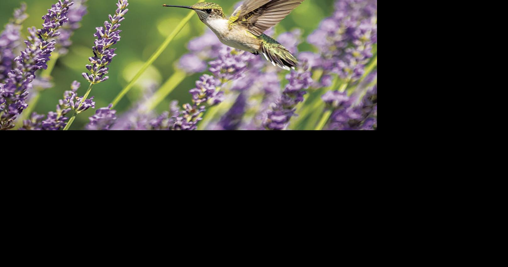 Follow the flight of the hummingbirds | Zoology | transylvaniatimes.com