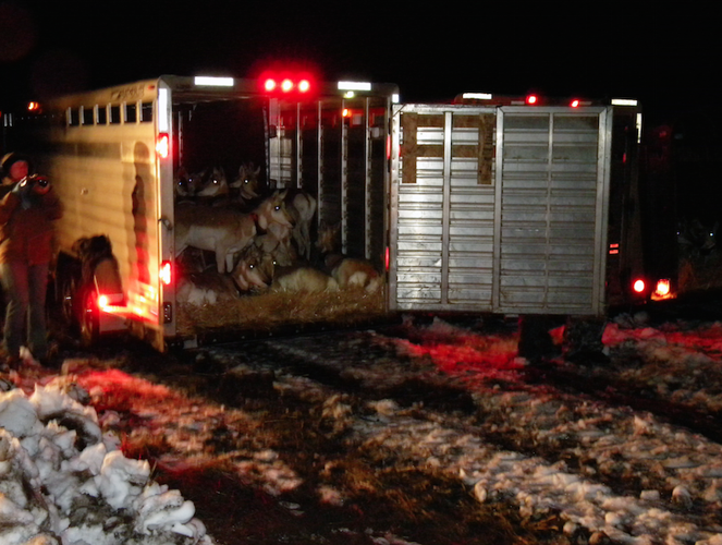 Tribe relocates 52 pronghorn to Colville Reservation News