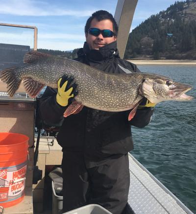 Anglers have an oppor­tunity to get paid to fish for northern pike in Lake Roosevelt. The Northern Pike Re­ward Program offered by the Colville Confederated Tribes will pay an­glers $10 for every pike head turned in at a designated ­drop off location.