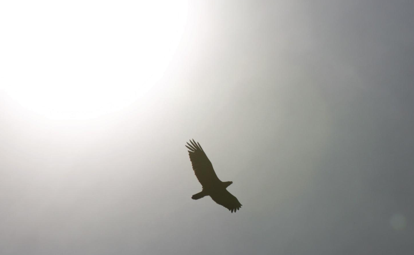An eagle flies over the final leg of the canoe journey.