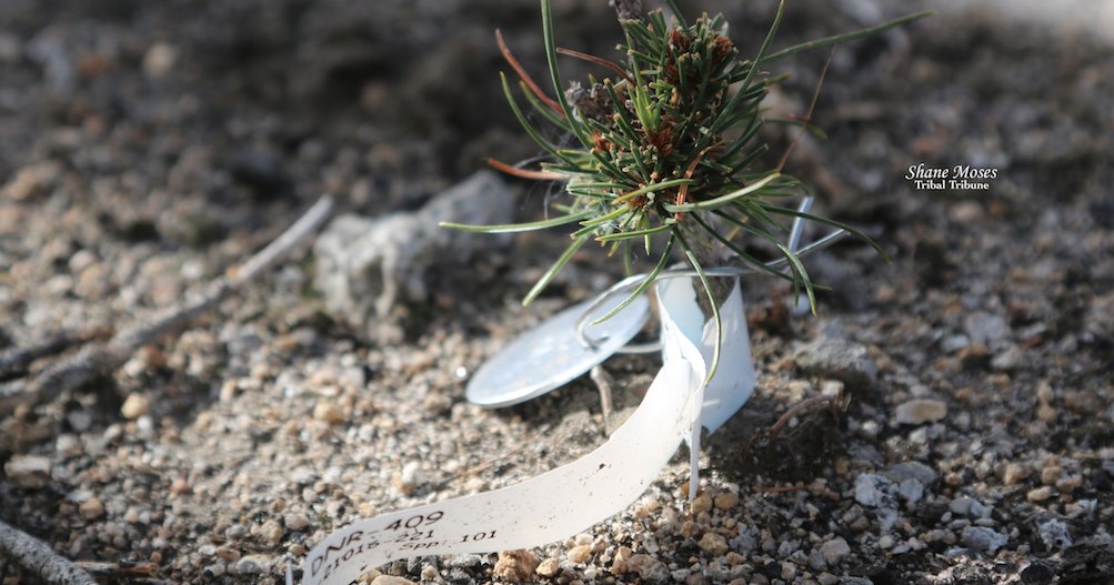 Keystone Tree Species Planted atop Moses Mountain this Fall | News ...