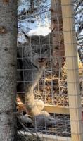 Lynx Update