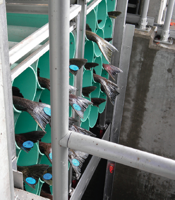 Chief Joseph Hatchery Update