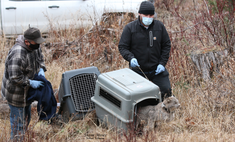 Colville Tribe works with group leaders to relocate Lynx from Canada