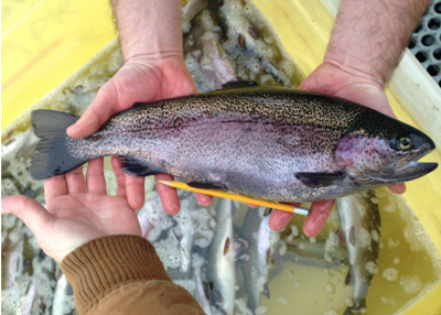 Local Lakes Are Getting Stocked With Trout Some As Big As Eight Pound News Tribaltribune Com
