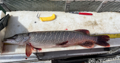 Reward Program pays anglers to catch Northern Pike, News