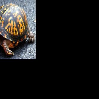 Hardshells on highways: Don’t squash or impede road-crossing turtles ...