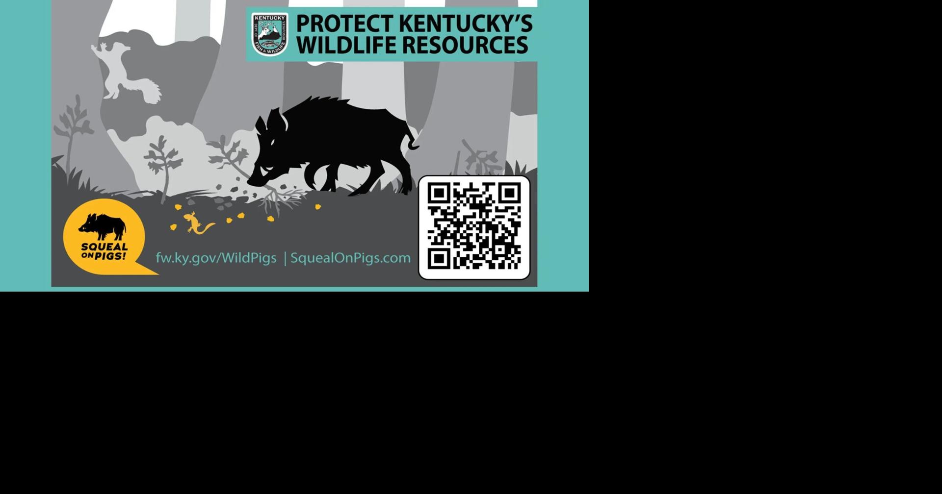 Kentucky Department of Fish and Wildlife provides wild pig update