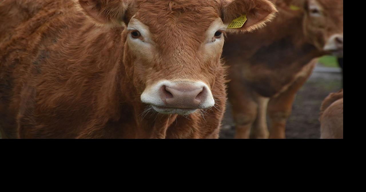 Texas federal judge dismisses fraud claims in 'ghost cattle' suit