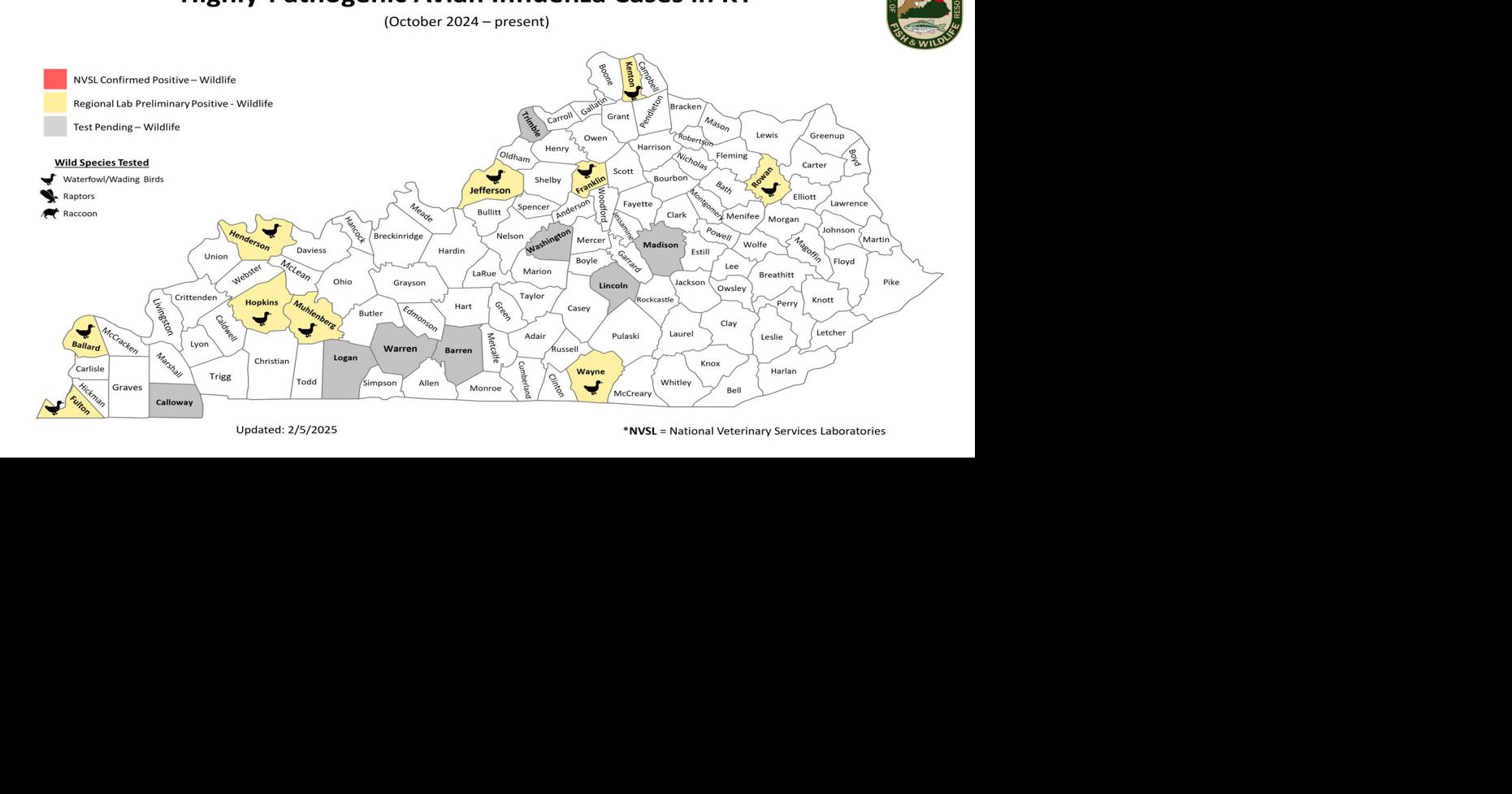 Bird flu spreads among Kentucky wildlife; cases reported in Ballard and ...