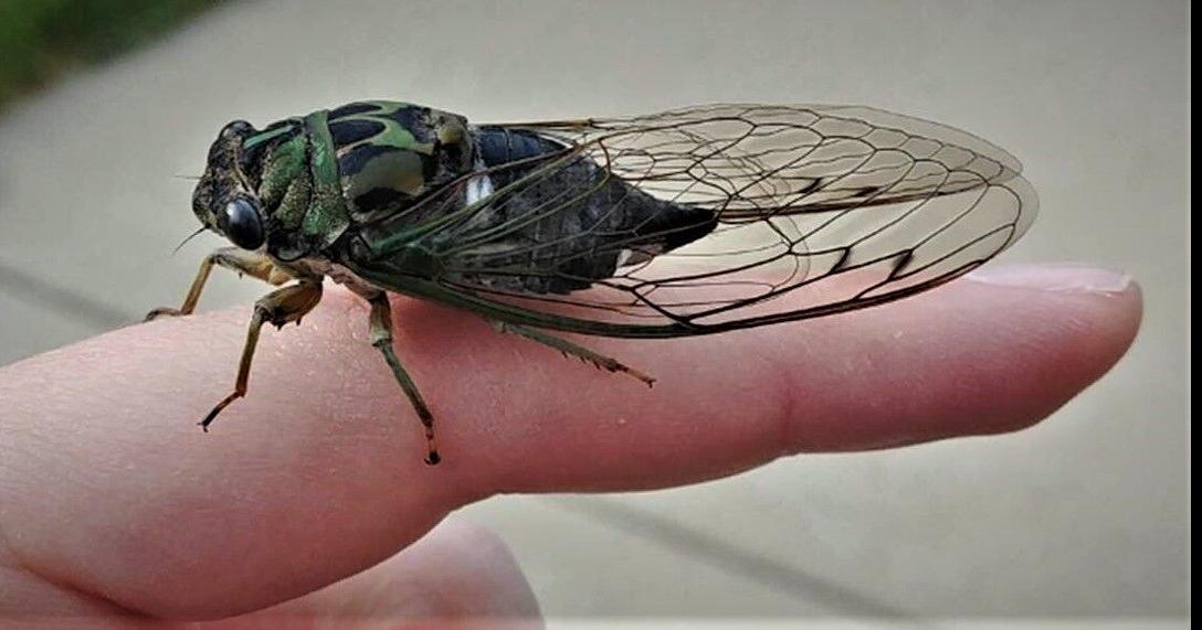 Buzz bugs: Annual cicada ‘songs’ to take us to summer’s end ...