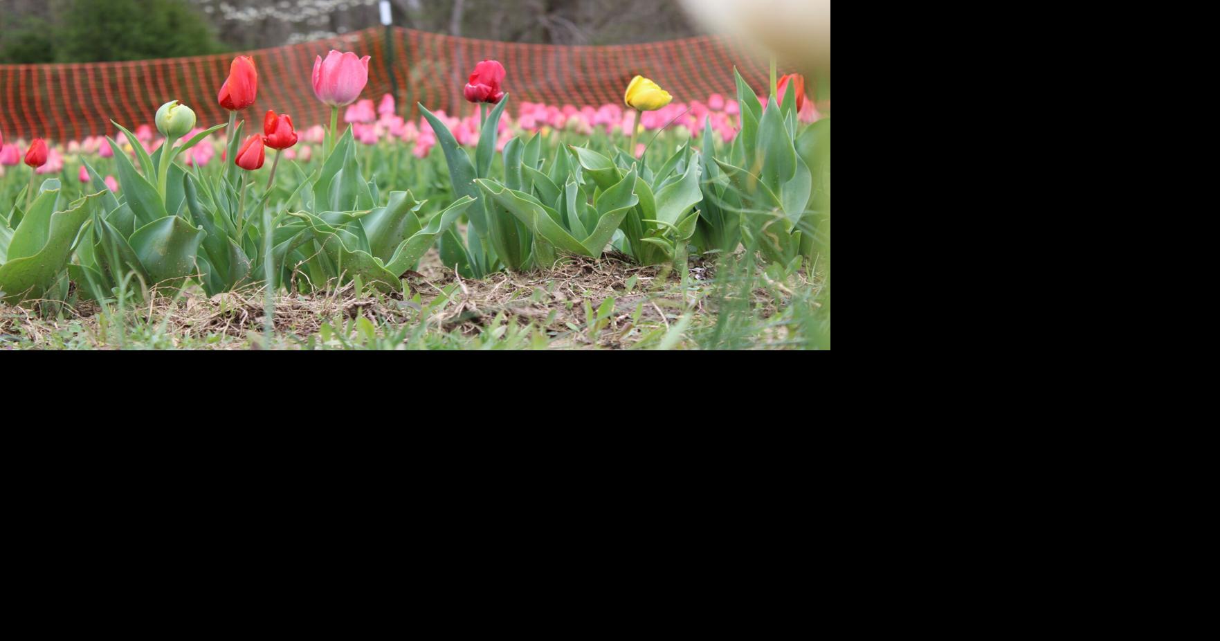 Drive-In opens tulip patch | News | tribunecourier.com