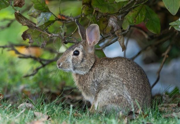 GARDENING WITH THE MASTERS: Do You Have a Rabbit Problem in Your Garden ...