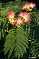 GARDENING WITH THE MASTERS: Mimosa – the tree, not the drink