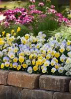 GARDENING WITH THE MASTERS: Spring into color with pansies and snapdragons