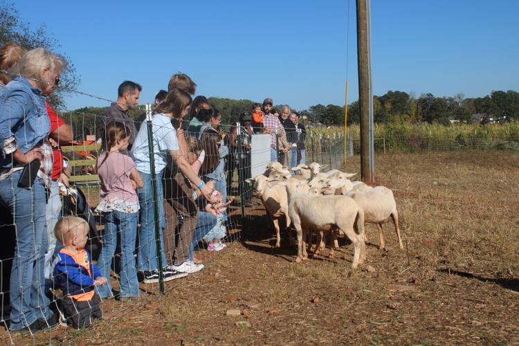 Families have fall fun at Cagle’s Farm Lifestyle