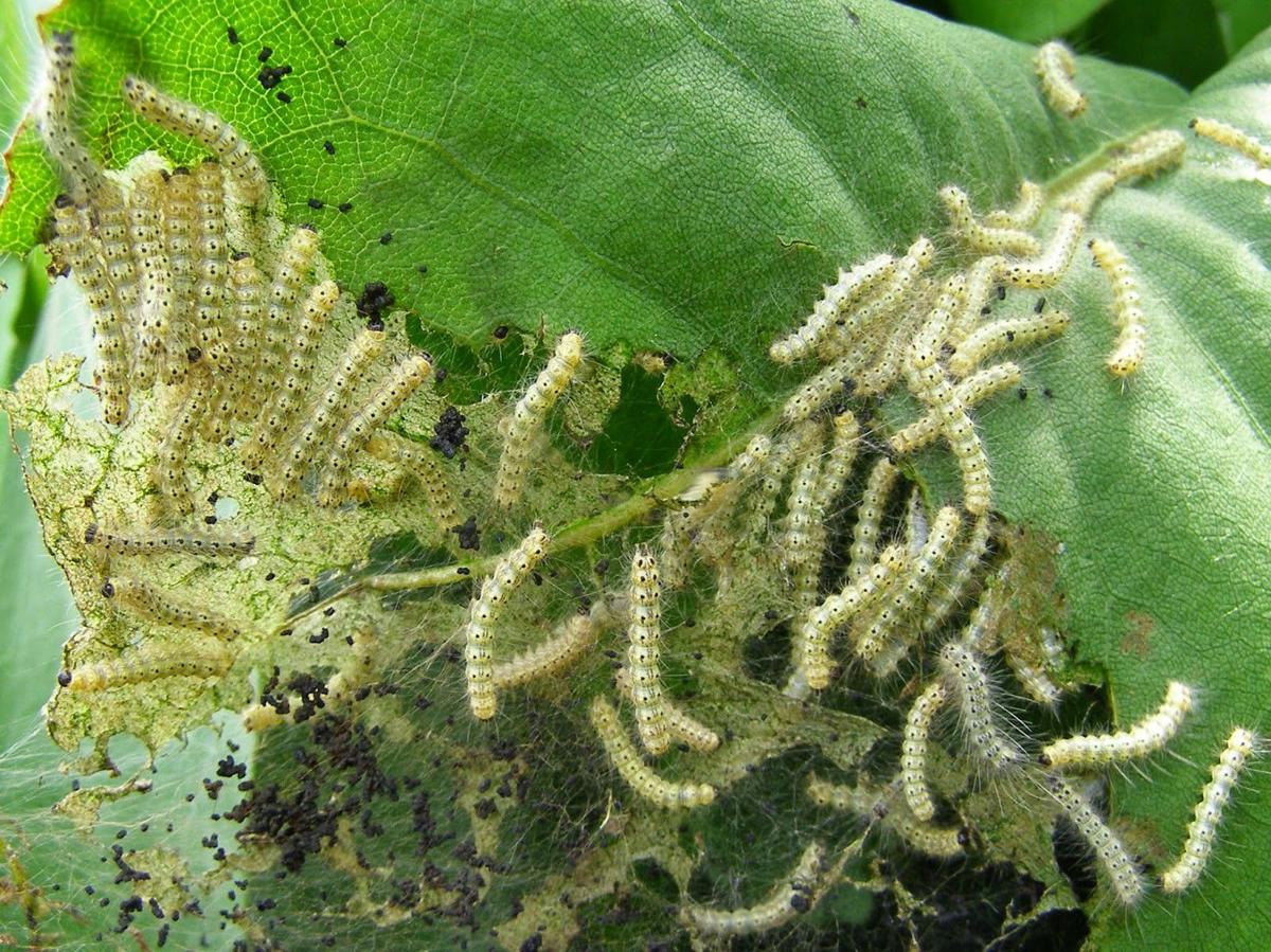 GARDENING WITH THE MASTERS worm woes — When plants are caught in a