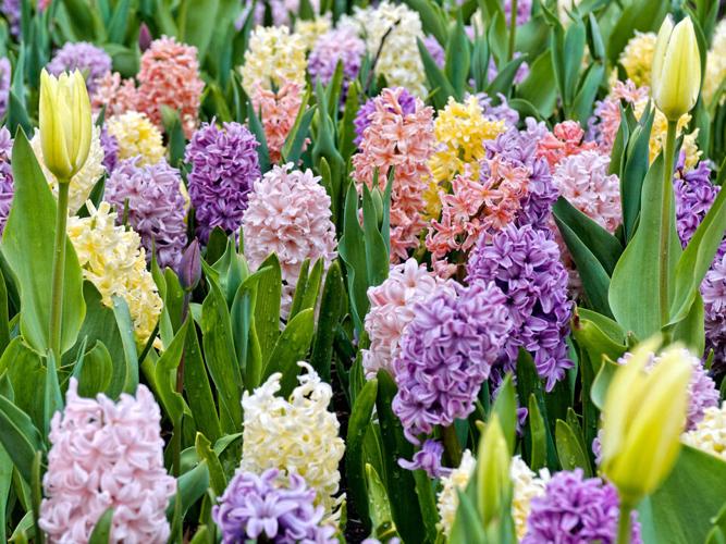 GARDENING WITH THE MASTERS: Want an Early Colorful Spring Garden? Plant ...