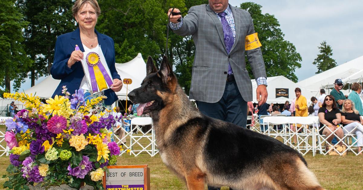 Woodstock German shepherd wins herding group in Westminster Dog Show