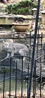 GARDENING WITH THE MASTERS: On the prowl — Bobcats in residential areas