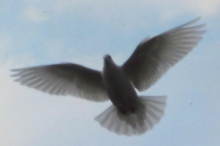 Woodstock Optimists release doves in observance of 9/11 anniversary ...