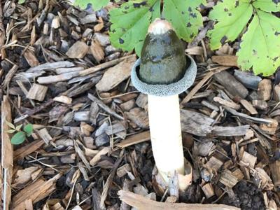 Gardening With The Masters Stinkhorn Mushrooms That