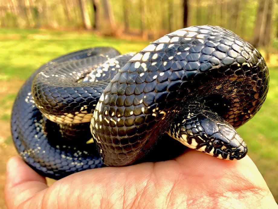 Snakes taking a bite out of summer | Cherokee Ledger-News ...