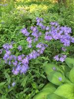 GARDENING WITH THE MASTERS: Phlox: A Perennial for Every Garden