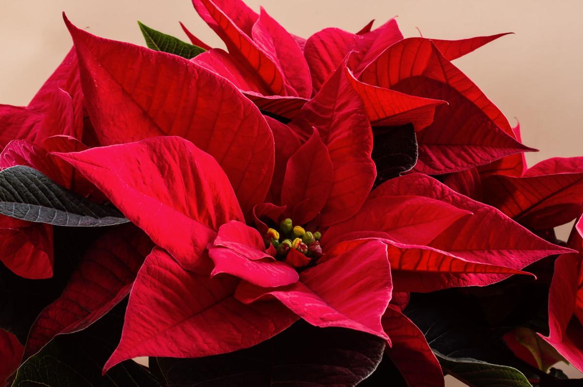 Gardening With The Masters Seasonal Safety Tips For Holiday