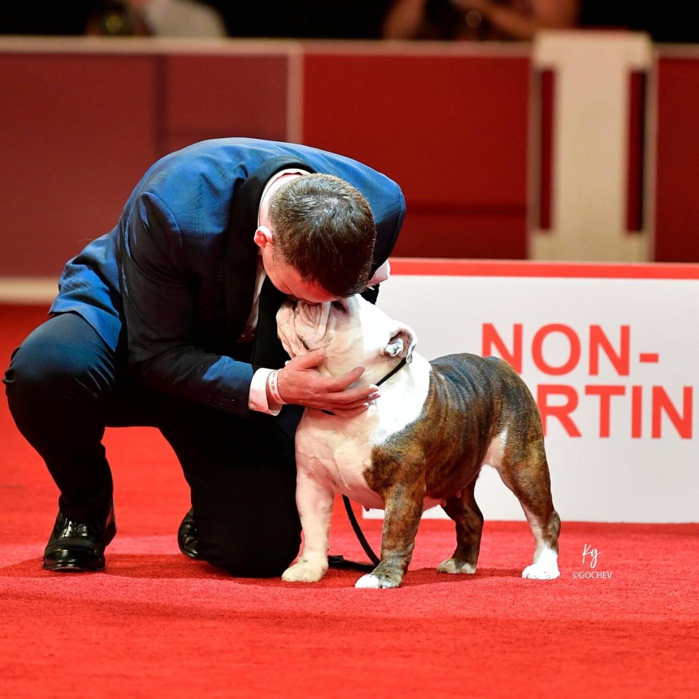 Destined for greatness': Woodstock bulldog wins 'Best in Show' at national  championship | Local News 