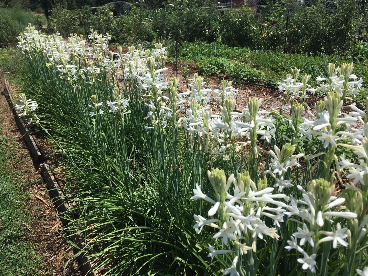 GARDENING WITH THE MASTERS: Feast for the senses — The fragrant garden |  Lifestyle | tribuneledgernews.com