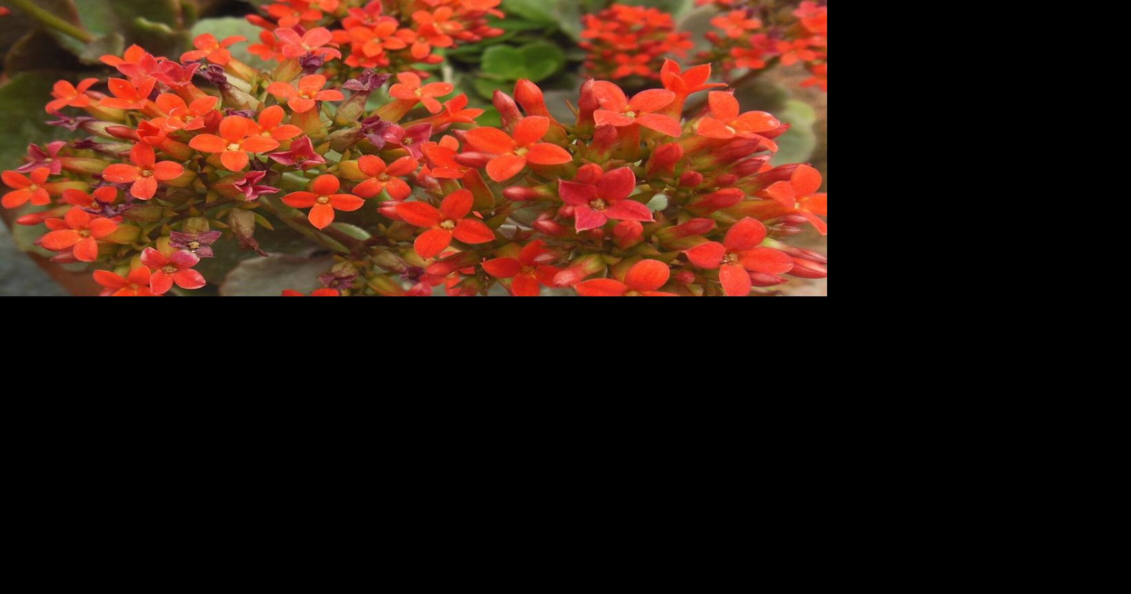 GARDENING WITH THE MASTERS: Alternative Christmas Gift Plants | Lifestyle