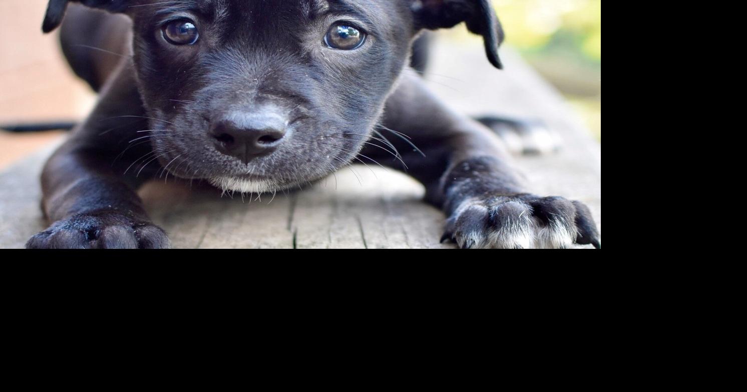 Cherokee County Animal Shelter offering free adoptions Saturday Local