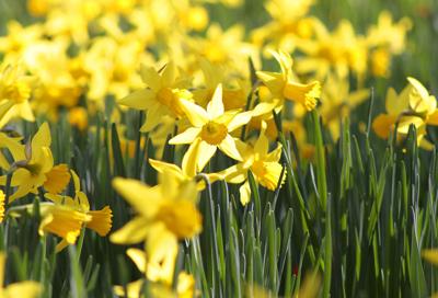 Gibbs Gardens daffodils