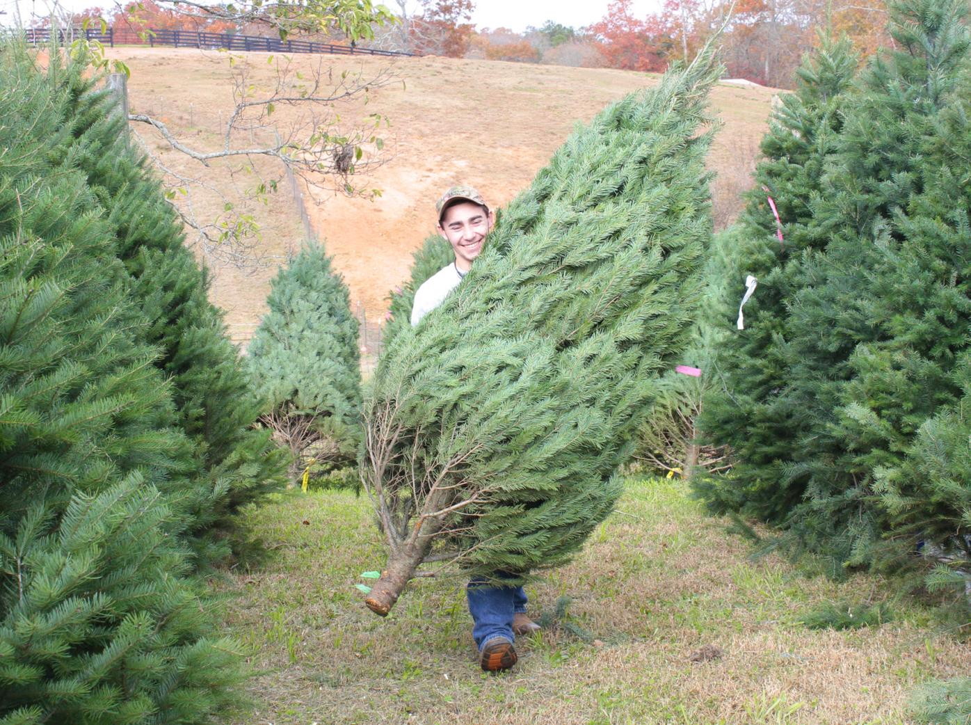Christmas Tree Farms Open For Thanksgiving Cherokee Ledger News Tribuneledgernews Com