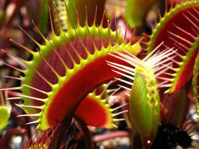 Gardening With The Masters Venus Flytraps And Sundews Are Predatory Plants Not Celestial Bodies Lifestyle Tribuneledgernews Com