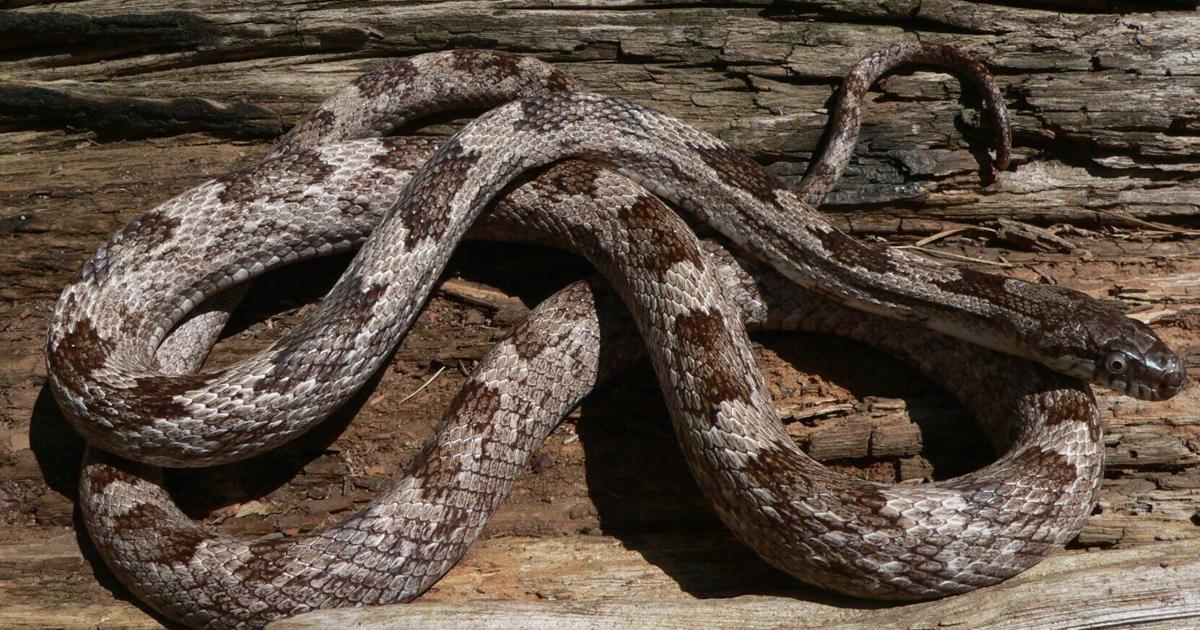 Snake Mini State What to Do When You See a Snake | State & National | tribuneledgernews.com