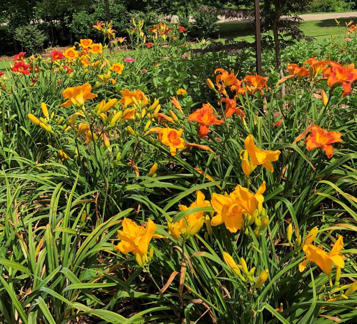 GARDENING WITH THE MASTERS Daylilies make summer blooming season a