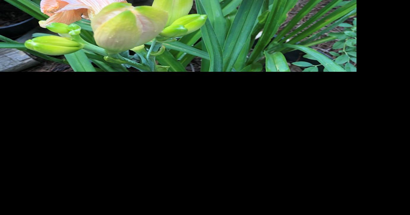 GARDENING WITH THE MASTERS Daylilies make summer blooming season a