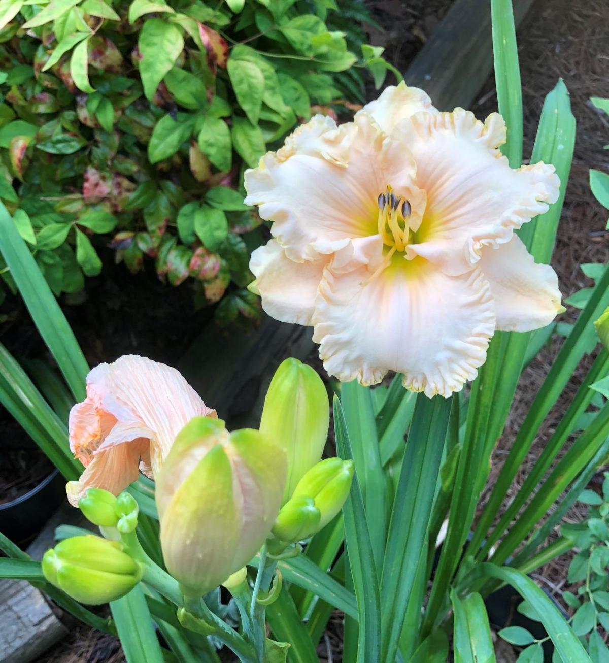 GARDENING WITH THE MASTERS Daylilies make summer blooming season a