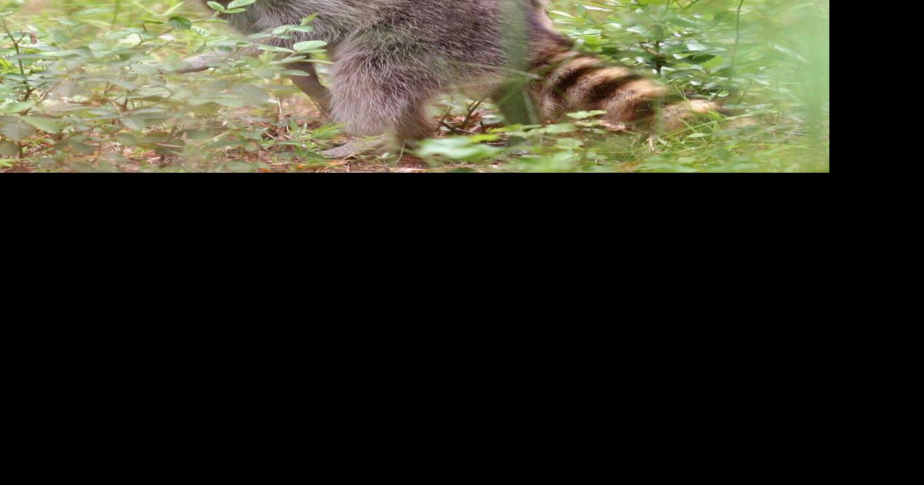 GARDENING WITH THE MASTERS: Raccoons in the Garden | Lifestyle ...