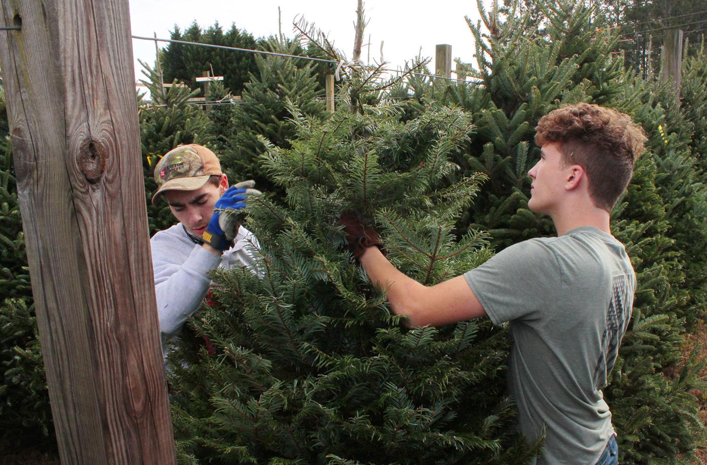 Christmas Tree Farms Open For Thanksgiving Cherokee Ledger News Tribuneledgernews Com
