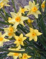 GARDENING WITH THE MASTERS: The buzz on bulbs — Narcissus, Daffodils, or Jonquils?