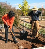 GARDENING WITH THE MASTERS: Fall is the time to plant shrubs and trees