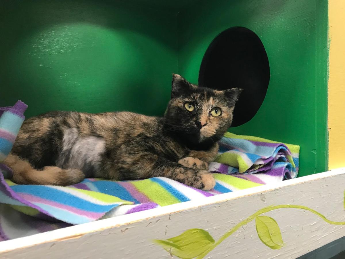Animal Shelter Offering Free Adoptions Through Nov 9 Bigstory