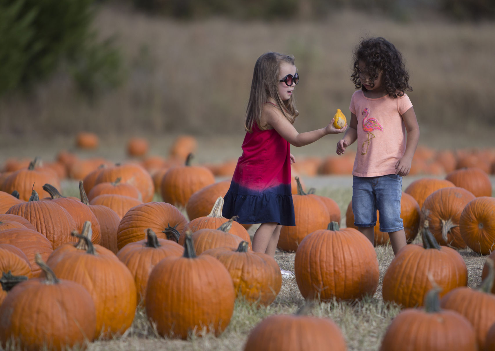 pumpkin patch near cherokee nc