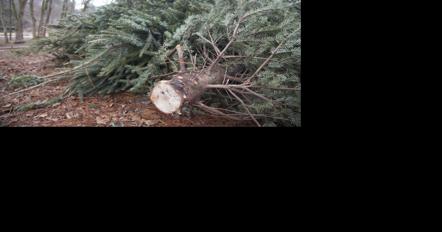 MERRY MULCH Christmas tree chipping around county Local News