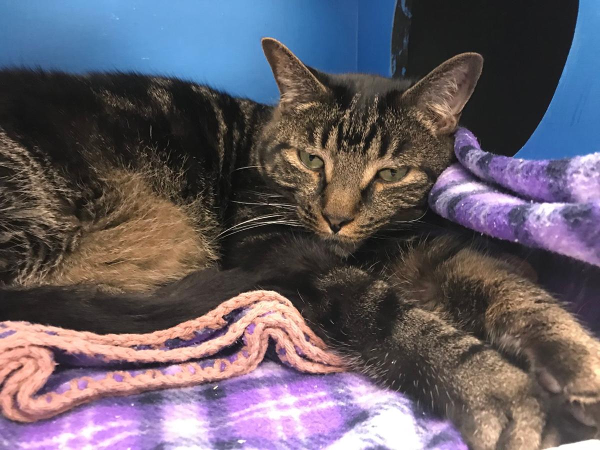 Animal Shelter Encouraging Locals To Adopt Adult Cats Local News