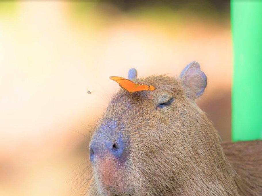 Capybara declared 'vermin' in T&T, Local News